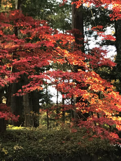 紅葉を観に