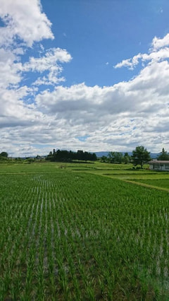 梅雨はどこへ？…夏本番きたり！