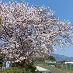  🌸桜満開🌸